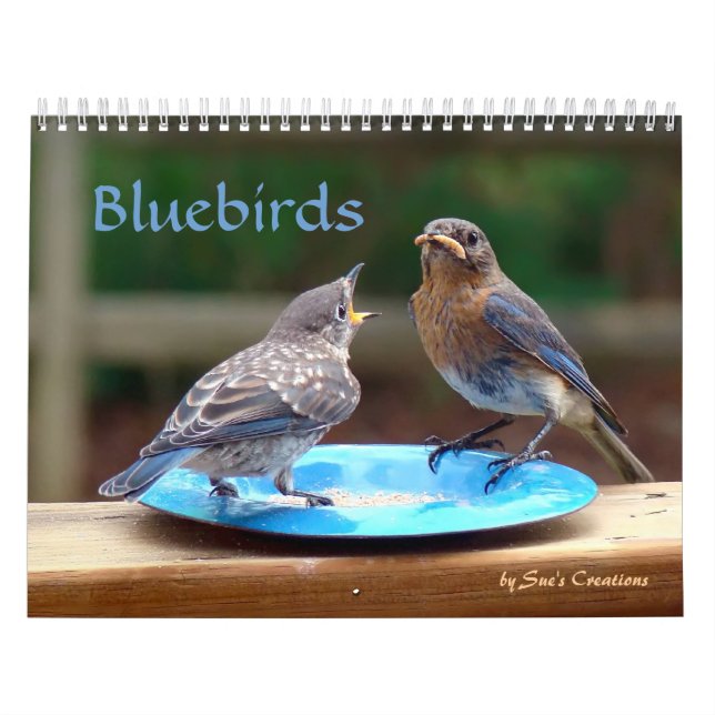 Calendário dos Bluebirds (Capa)