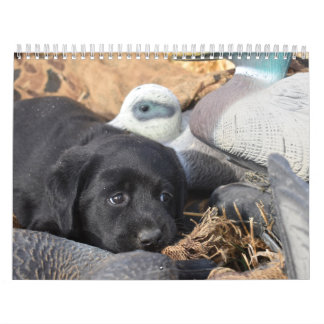 Calendário dos Cuppies do Labrador Retriever