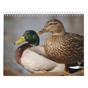 Calendário dos desportistas dos Patos-reais