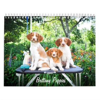Calendário dos filhotes de cachorro de Brittany