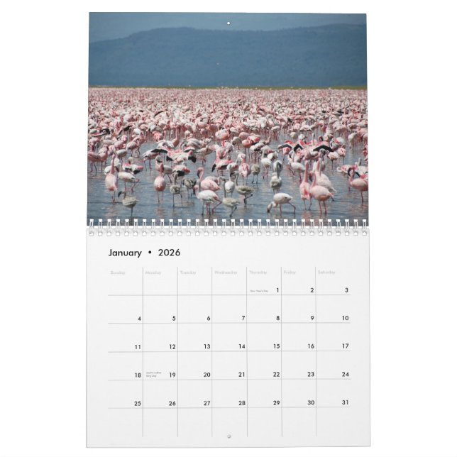 Calendário dos flamingos (Jan 2026)