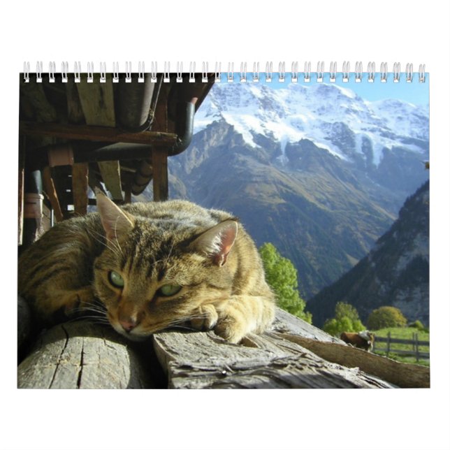 Calendário dos gatos (Capa)