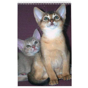 Calendário dos Gatos Abissinianos