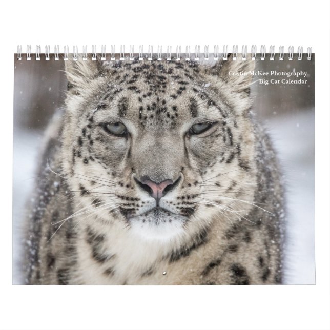 Calendário dos Grandes Gatos (Capa)