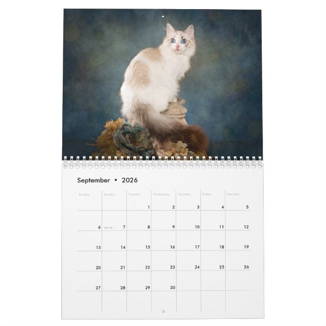 Calendário dos Kittens Ragdoll Doce (Set 2026)