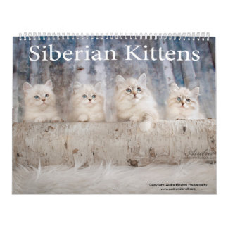 Calendário dos Kittens Siberianos