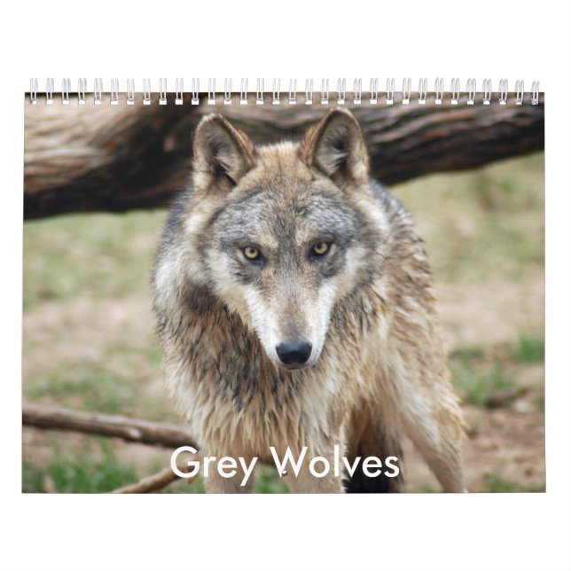 Calendário dos lobos cinzentos, lobos cinzentos (Capa)