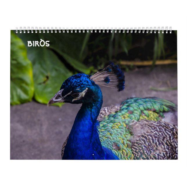 calendário dos pássaros (Capa)