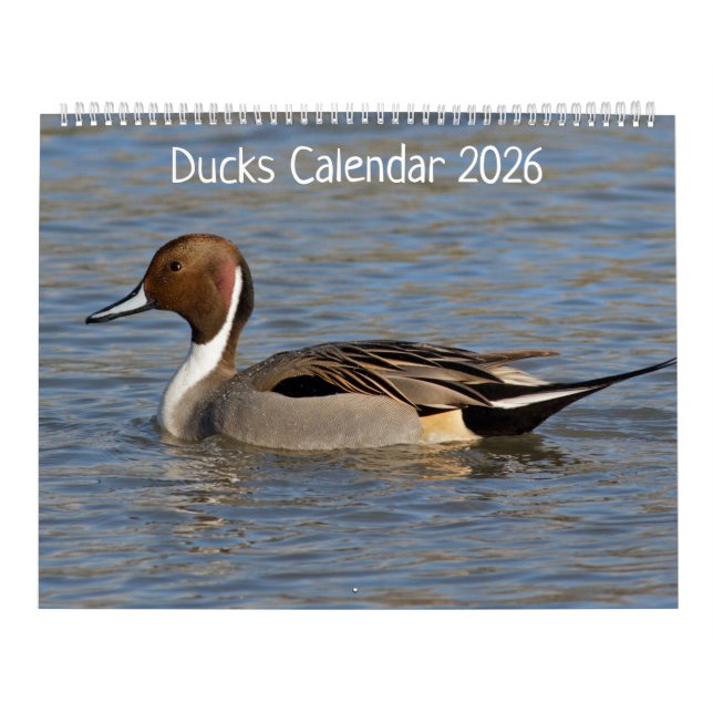 Calendário dos Patos (Capa)