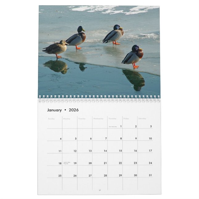 Calendário dos patos (Jan 2026)