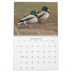 Calendário dos Patos-Alarde Caça