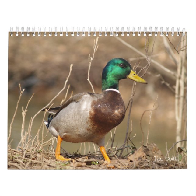 Calendário dos Patos-Alarde Caça (Capa)
