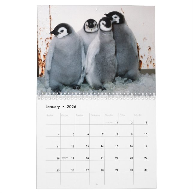 Calendário dos pinguins (Jan 2026)