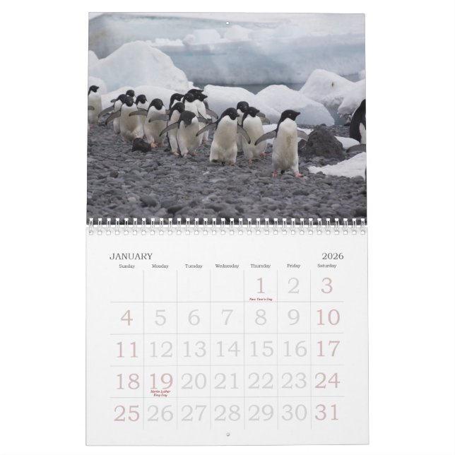 Calendário dos pinguins da Antártica (Jan 2026)