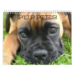Calendário dos Puppies