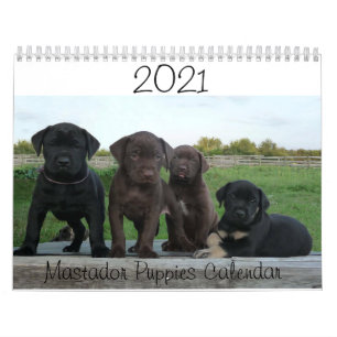 Calendário dos Puppies do Mastador 2021