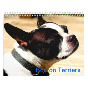 Calendário dos terrier de Boston