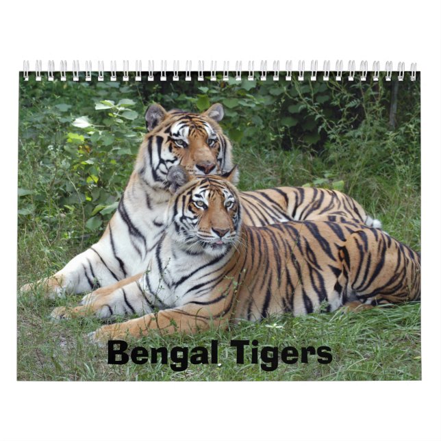 Calendário dos tigres de Bengal, tigres de Bengal (Capa)