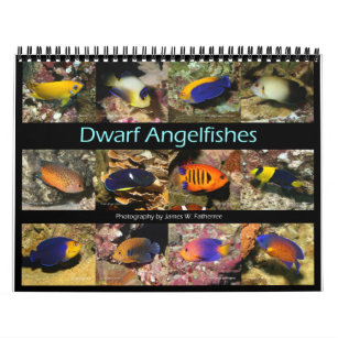 Calendário Dwarf Angelfishes Wall Calendar de J.W. Pai.
