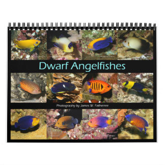 Calendário Dwarf Angelfishes Wall Calendar de J.W. Pai.