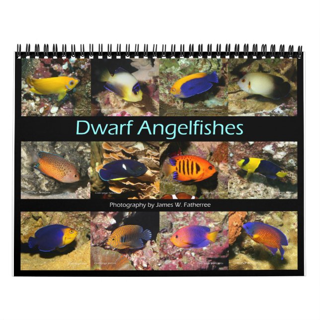 Calendário Dwarf Angelfishes Wall Calendar de J.W. Pai. (Capa)