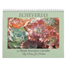 Echeverias Suculent 12 Meses