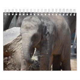 Calendário Elefante