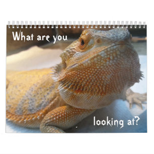 Calendário ENGRAÇADO impressionante para 2019