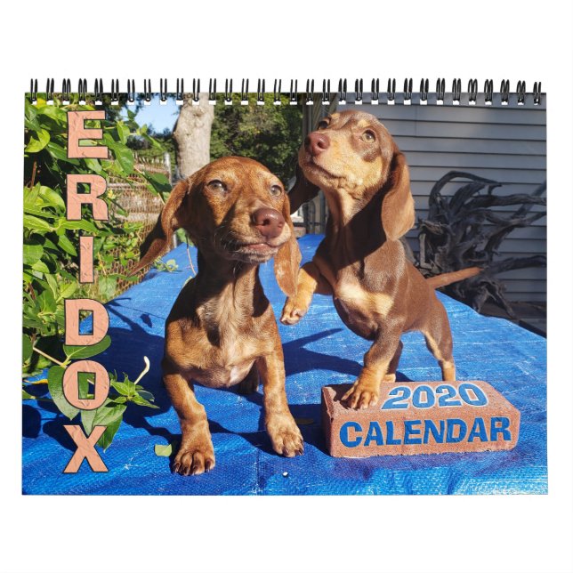 Calendário Eridox Dachshances 2020 (Capa)