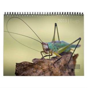 CALENDÁRIO "ESPECIAL" DE 2013 INSETOS POR FOTOS D