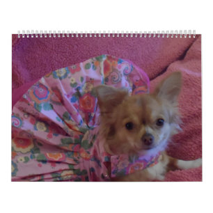 Calendário fabuloso da chihuahua 2013