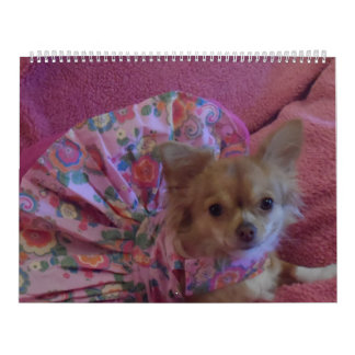 Calendário fabuloso da chihuahua 2013
