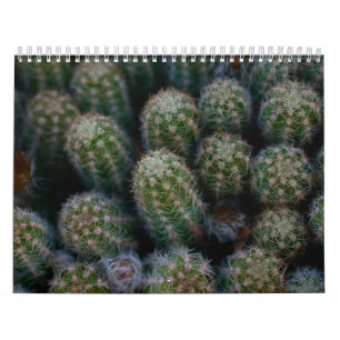 Calendário Família Cactus