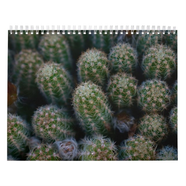 Calendário Família Cactus (Capa)