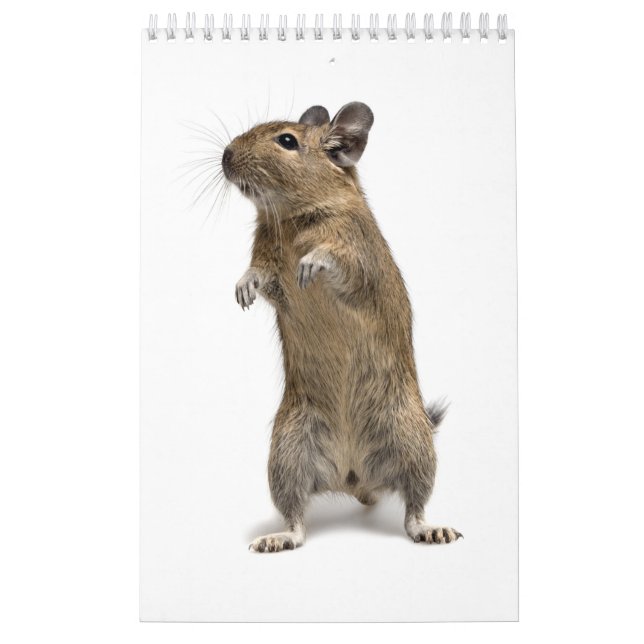 Calendário Família de Degu (Capa)