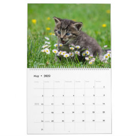 Calendário Felino de Gatinhos Gatinhos Fofinhos Felinos 2020