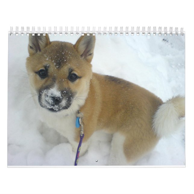 Calendário filhote 3 shiba inu.png (Capa)