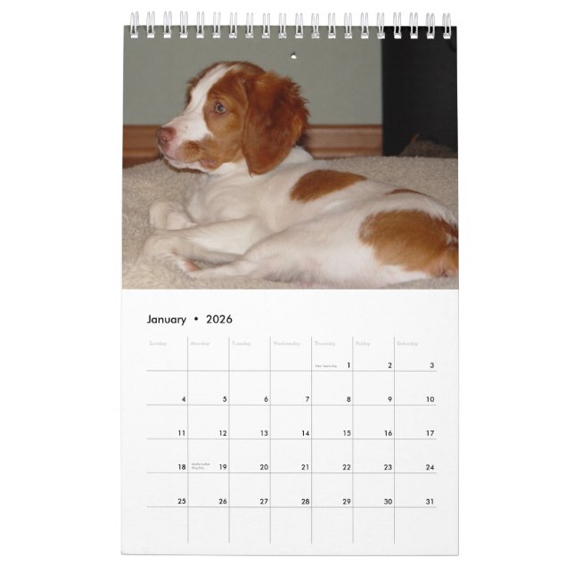 Calendário Filhotes de cachorro 2008 de Brittany (Jan 2026)