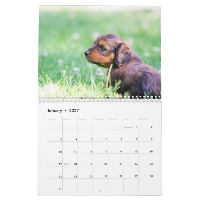 Calendário Filhotes de cachorro 2014 do Dachshund (Jan 2027)