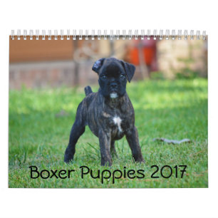Calendário Filhotes de cachorro 2017 do pugilista