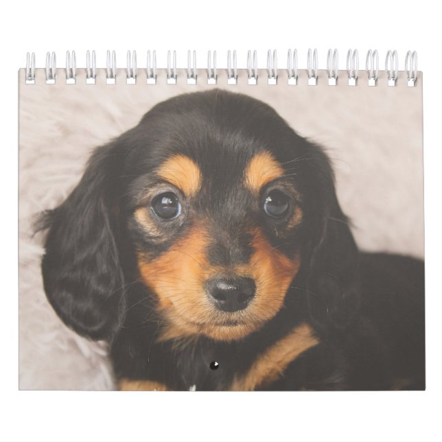 Calendário Filhotes de cachorro do Dachshund (Capa)