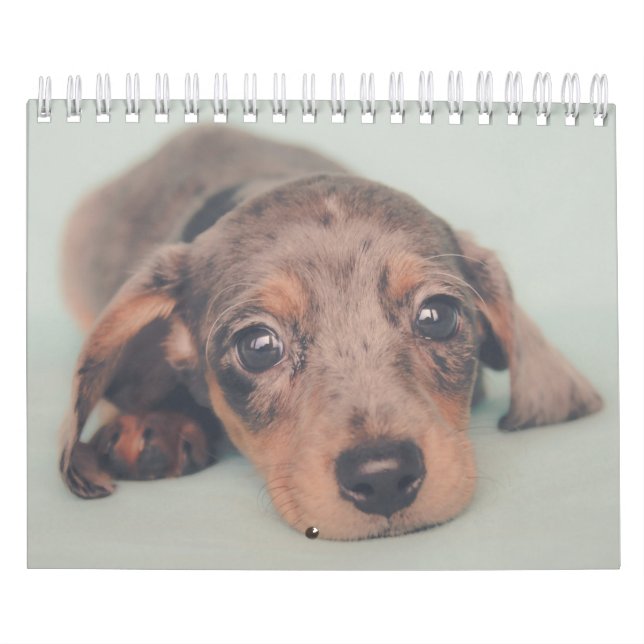 Calendário Filhotes de cachorro do Dachshund (Capa)
