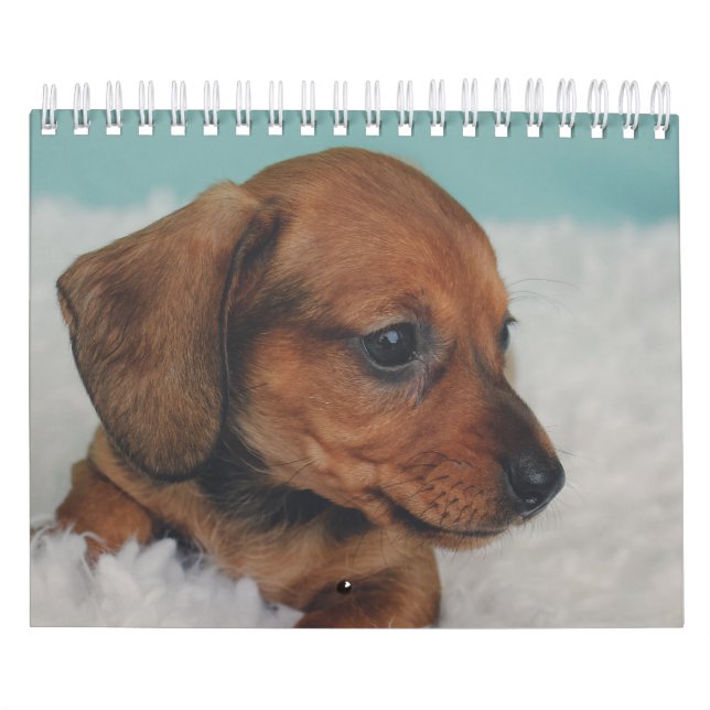 Calendário Filhotes de cachorro do Dachshund (Capa)