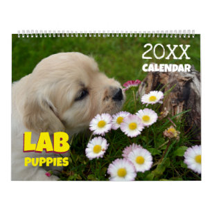 Calendário Filhotes de Labrador Retriever Fofos