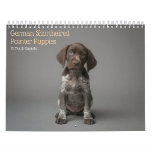 Calendário Filhotes de Pointer Alemão de Cabelo Curto Calendá