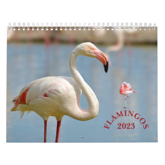 Calendário Flamingos (Capa)