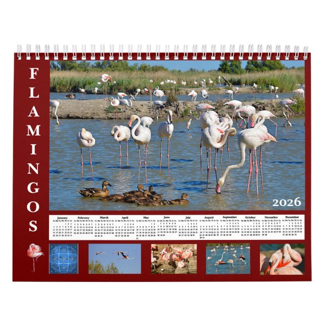 Calendário Flamingos 12 month calendar (Capa)
