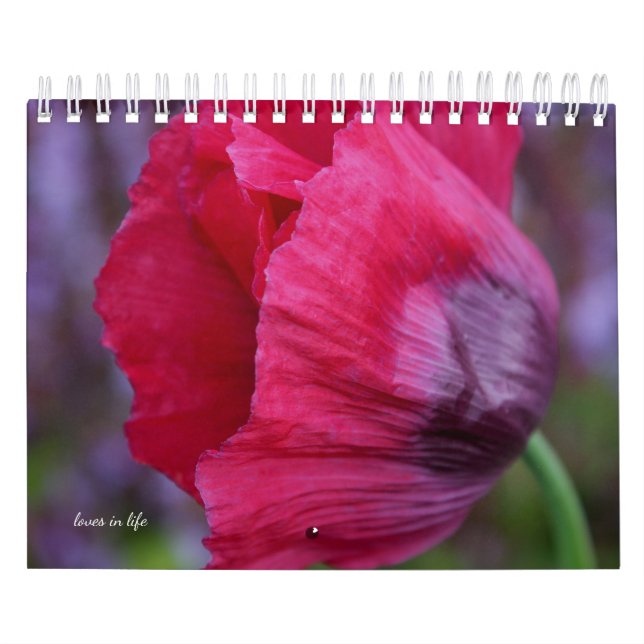 Calendário Flor Poppy (Capa)