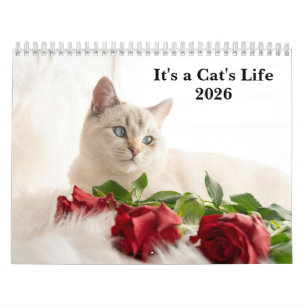 Calendário Foto de Gato Fofo É a Vida de um Gato 2026