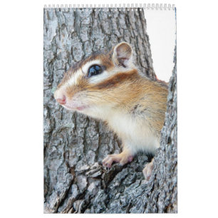 Calendário Foto do Chipmunk (4)